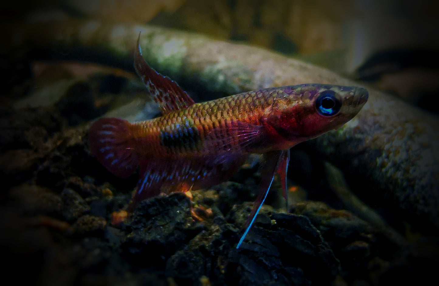 Betta Coccina Pair