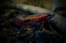 Betta Coccina Pair
