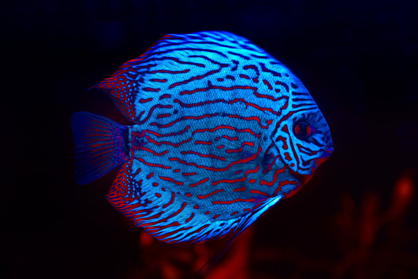 Turqouis Discus