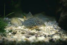 Sterbai Cory