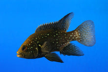 Starry Night Cichlid-2-3"