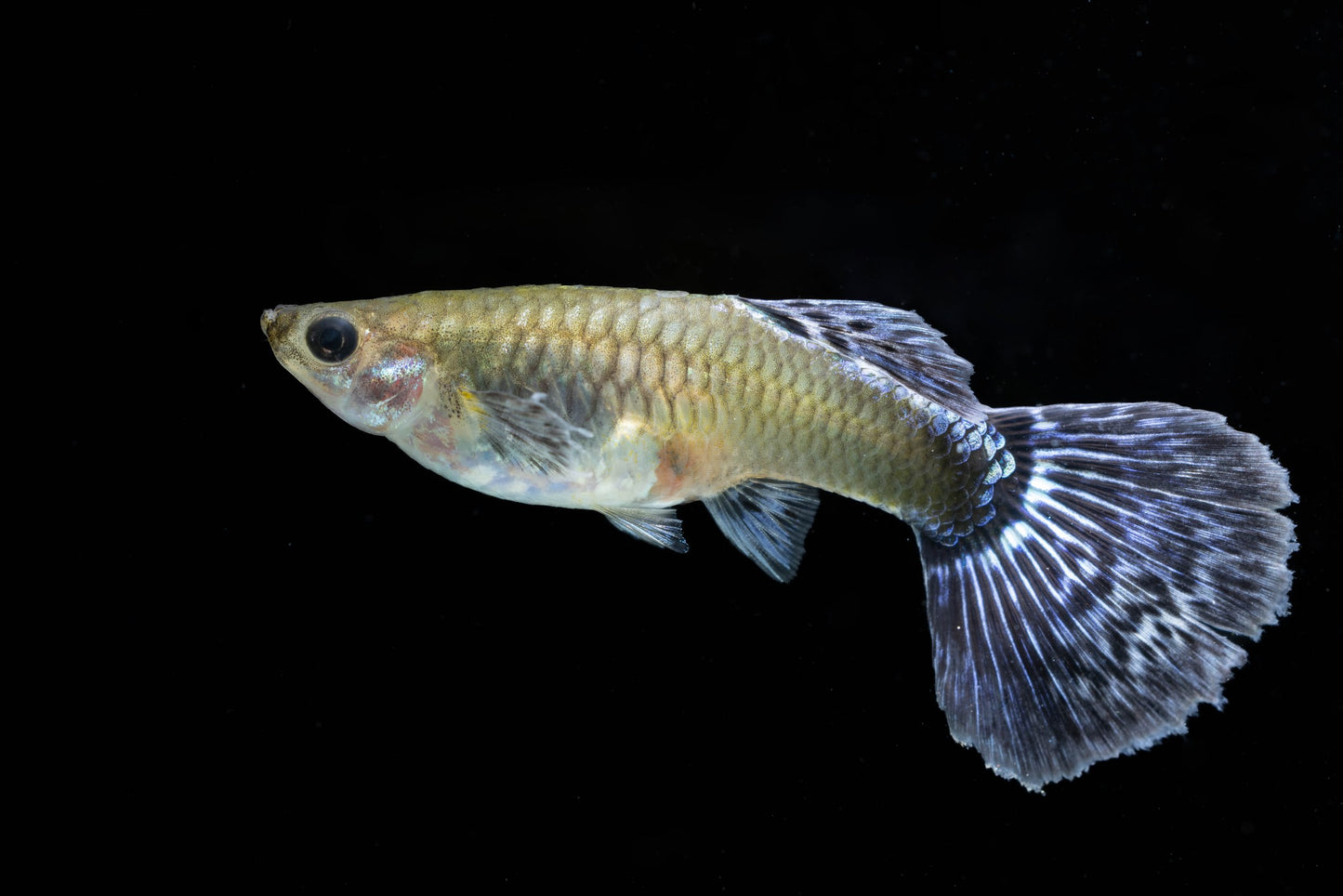 Dumbo Ear Guppy- FEMALE