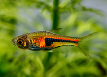 Espei Rasbora