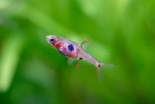 Phoenix Rasbora