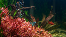 Rotala 'Blood Red'