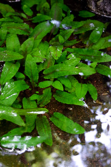Cryptocoryne Wendtii- Green