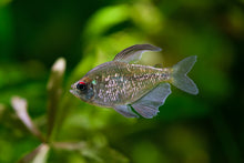 Diamond Tetra