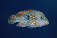 Geophagus Brasiliensis-2-3"