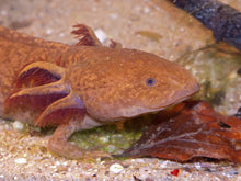 Axolotl