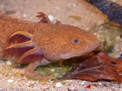 Axolotl