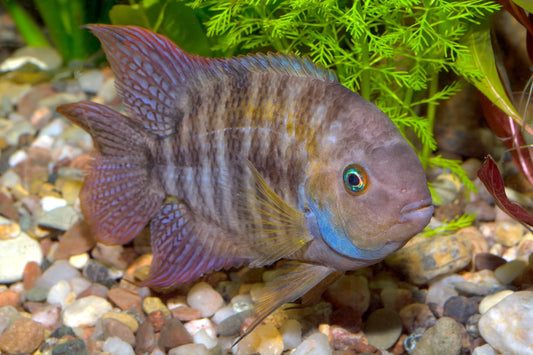 Blue-Eye CIchlid