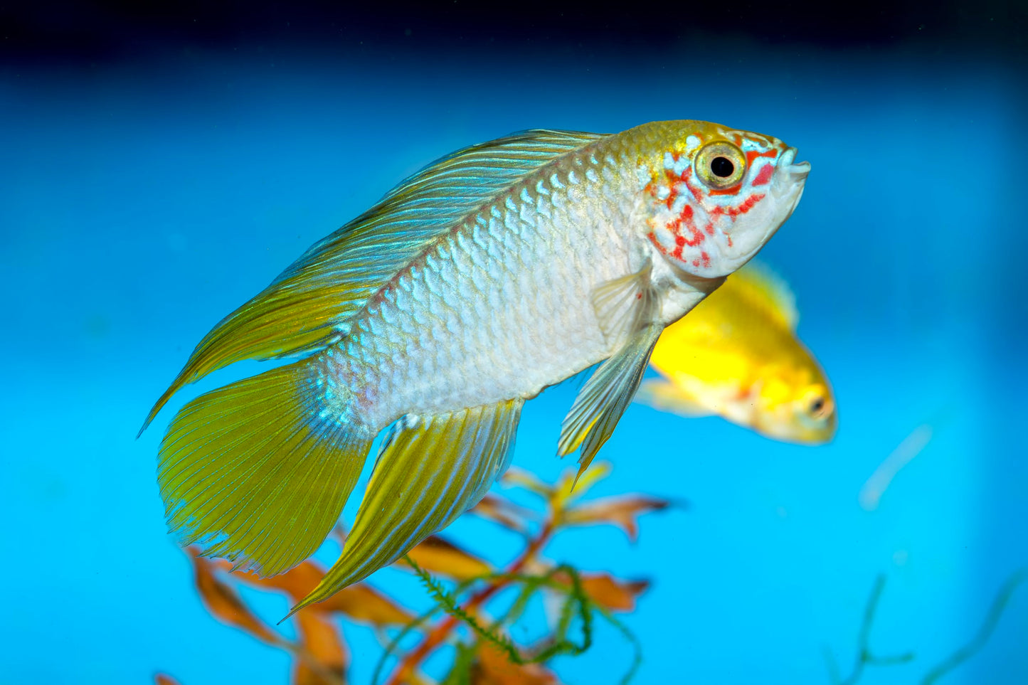 Apistogramma Borellii UNSEXED