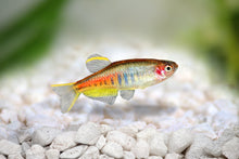 Glowlight Danio