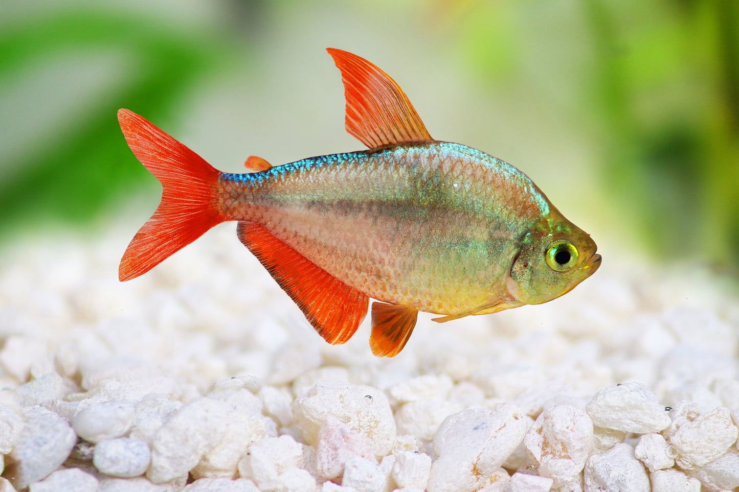 Colombian Tetra