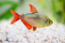 Colombian Tetra
