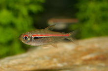 Amapa Tetra