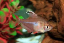 Candy Cane Tetra