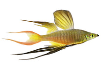 Threadfin Rainbowfish