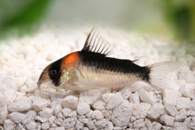Adolfoi Cory