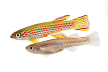 Striped Killifish Pair