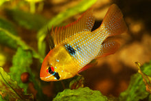 German Blue Ram