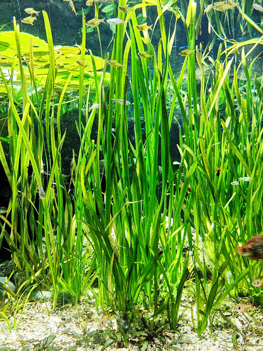 Jungle Vallisneria