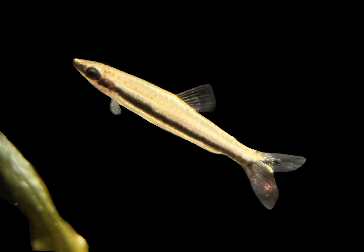One-Lined Pencilfish