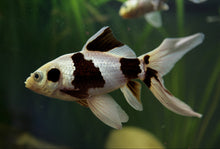 Panda Comet Goldfish- L 3.5-4"