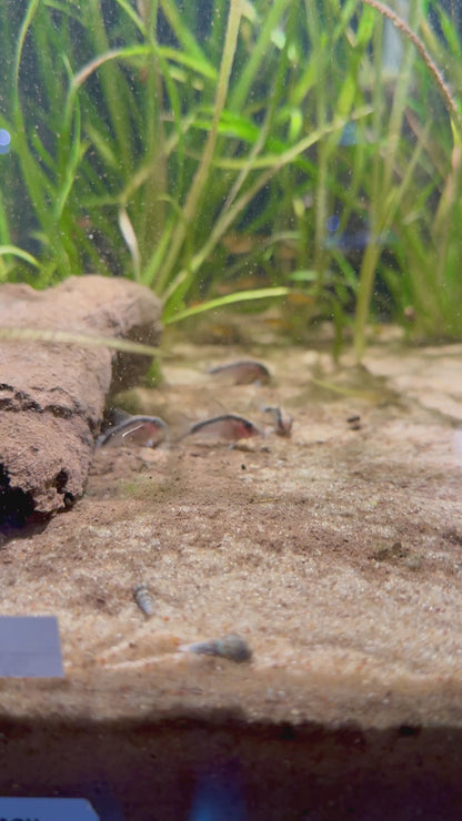 Skunk Cory