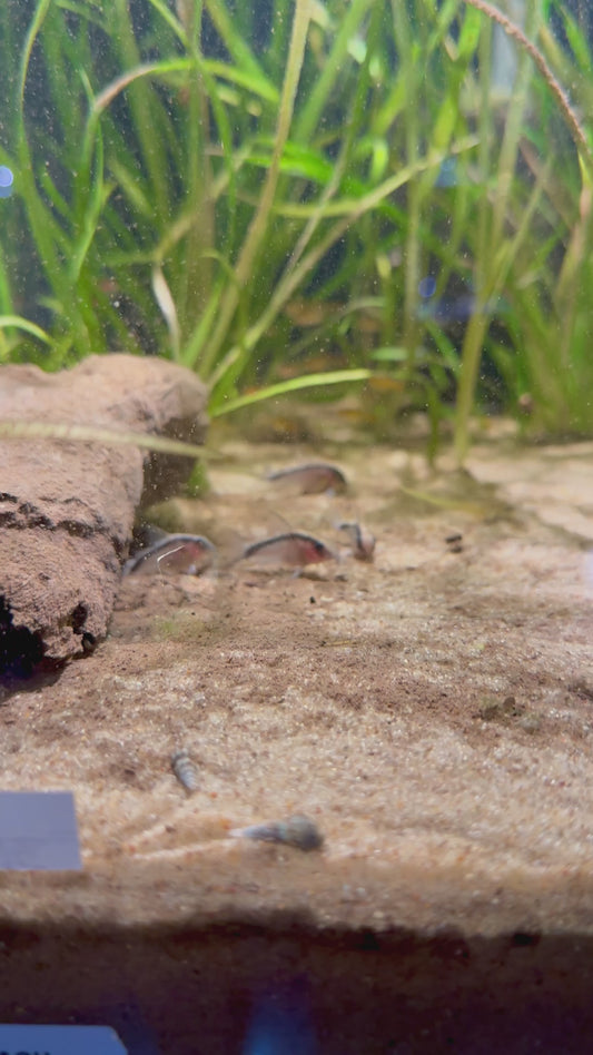 Skunk Cory