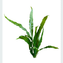 Java Fern- Mat
