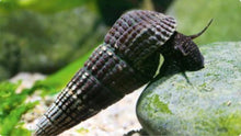 Blue Poso Snail