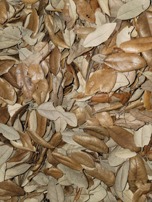 Live Oak Leaves- 2oz