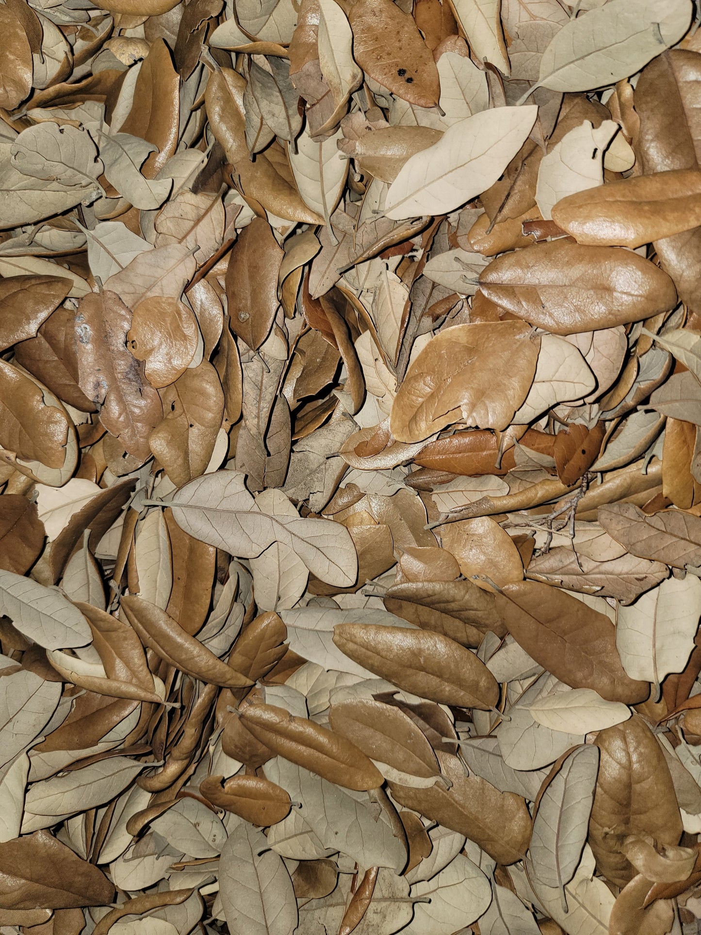 Live Oak Leaves- 2oz