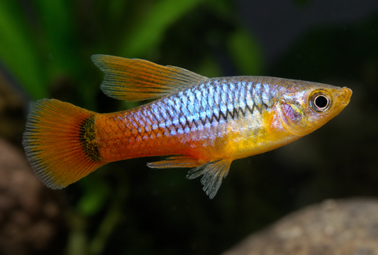 Redtail Blue Highfin Variatus