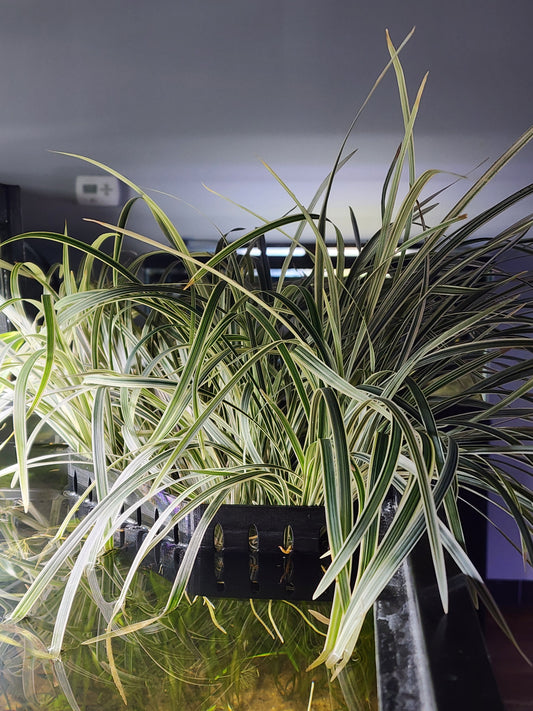 Giant Mondo Grass Variegated