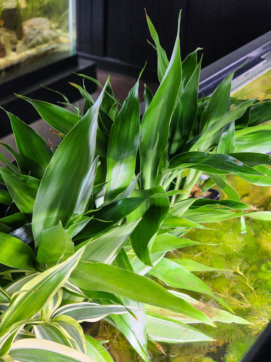 Dracaena fragrans-Green