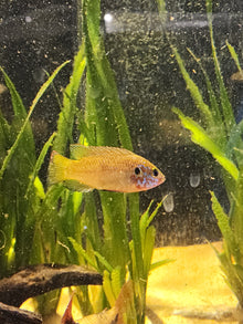 Jewel Cichlid-UNSEXED