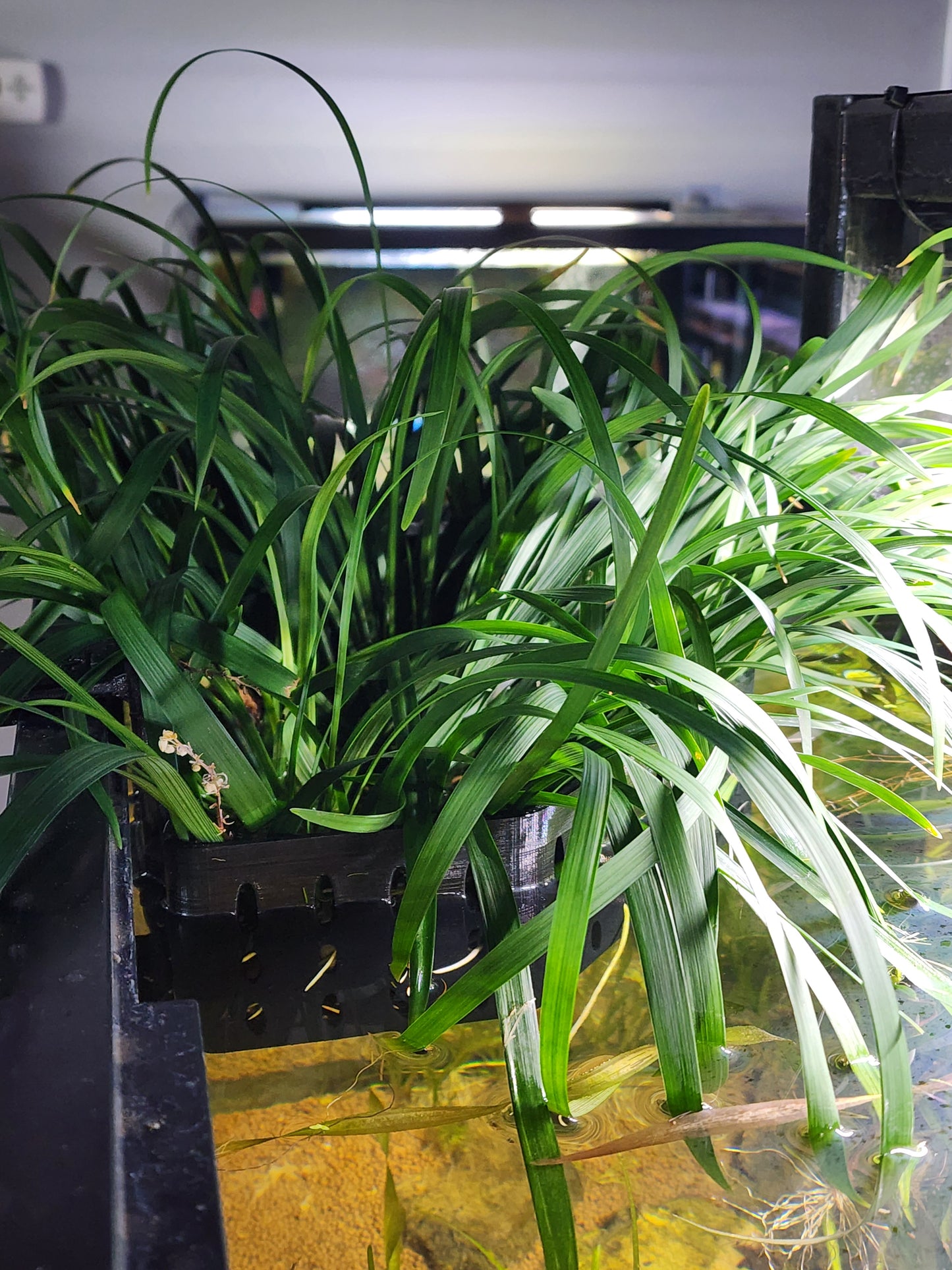 Giant Mondo Grass
