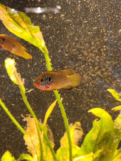 Jewel Cichlid-UNSEXED