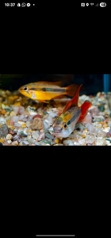 Apistogramma Agassizi Double Red PAIR