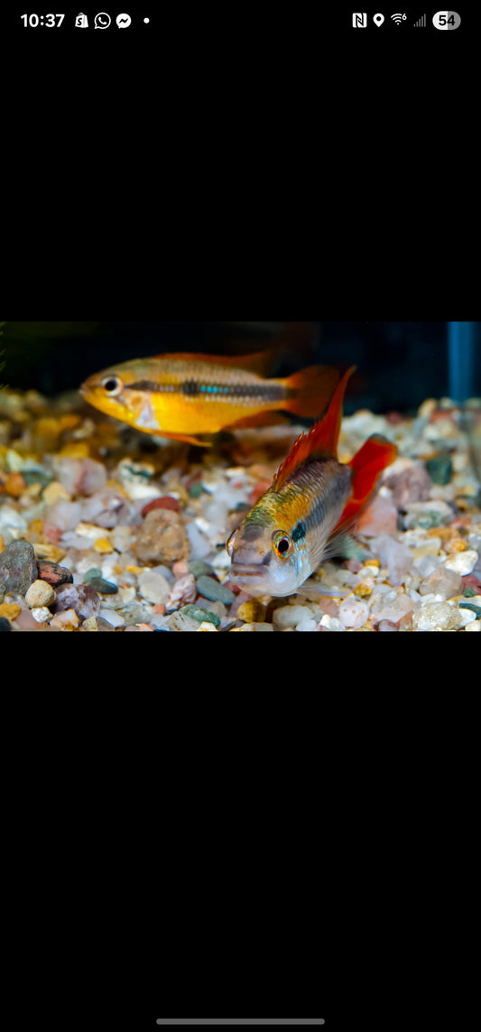 Apistogramma Agassizi Double Red PAIR