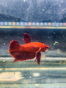 WYSIWYG Red Alien Betta Male