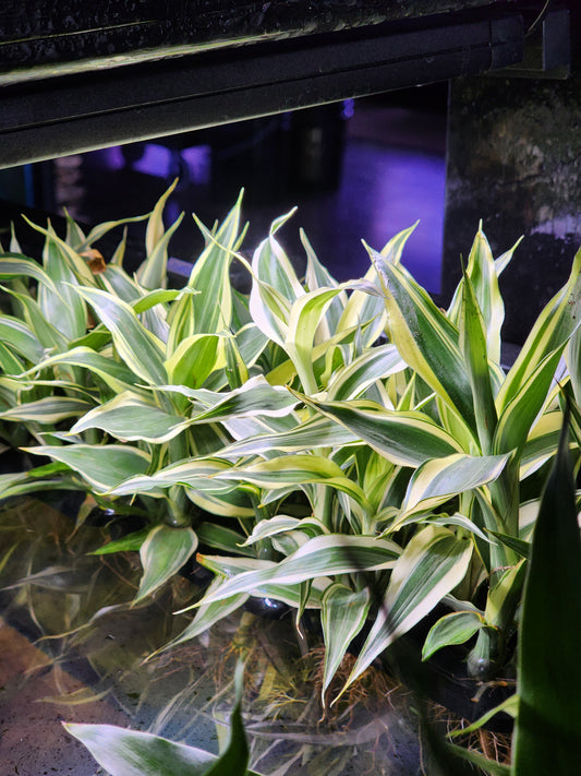 Lucky Bamboo (Dracaena sanderiana)-Variegated