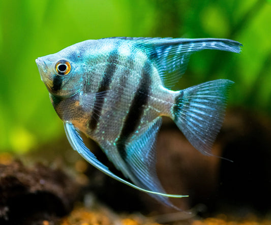 Blue Angelfish- Medium