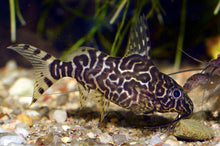Synodontis eupterus