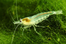 Snowball Shrimp 5 Pack