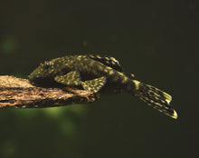 Bristlnose Pleco M- WILD Ancistrus sp. Paraguay