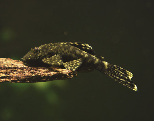 Bristlnose Pleco M- WILD Ancistrus sp. Paraguay