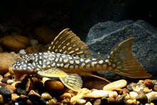 L014 Sunshine Pleco- 3 Inch